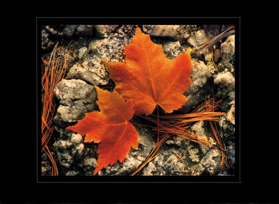Maple Leaves on Granite (3D)